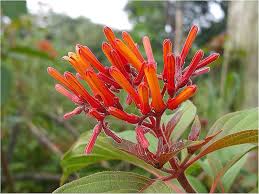 Image result for Hamelia patens