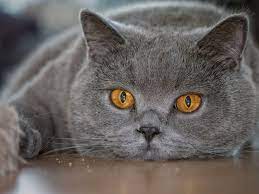 Pin By Avrtatiana On British Cats British Shorthair British Shorthair Cats Cute Cats And Kittens