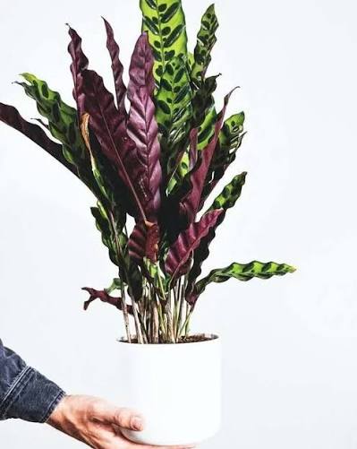 کالاته آ لانسیفولیا Calathea Lancifolia یکی از زیباترین گیاهان آپارتمانی است که درحال حاظر طرفداران زیادی پیدا کرده. نگهداری از آن بسیار آسان است شرایط محیط برای پرورش گیاه کالاتیا لانسیفولیا عبارتند