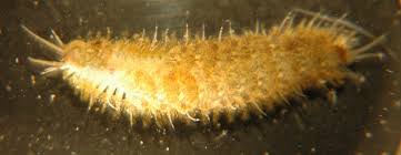 Image result for Micromeria imbricata