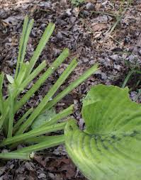 Many herbaceous plants, trees, shrubs and vegetables main symptoms: Deer Damage Vs Rabbit Damage To Stems Walter Reeves The Georgia Gardener