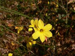 Image result for Jasminum bakeri