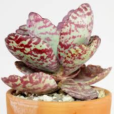 Image result for Kalanchoe humilis