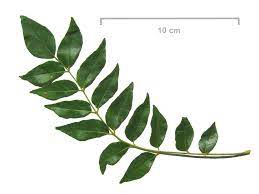 The Aroma Of Curry Leaves Sri Lankan Cooking Leaves Plant Leaves Medicinal Plants