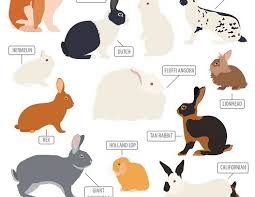 Check spelling or type a new query. Bagaimana Cara Mengetahui Kelinci Bunting Hamil Meteng Dokterternak Co Id