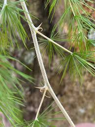 Image result for Asparagus laricinus