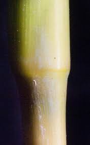 Image result for Chrysopogon nigritanus