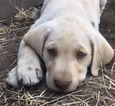 Our puppies are bred for calm demeanors who will be great pets and will also have great show and field potential. Puppies For Sale Northwest Lab Breeders