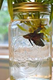 Get A Mason Jar Fill It With Filtered Water Or With Beta Fish Water Conditiner Root Spider Plants Indoor Water Garden Mason Jar Decorations Mason Jars