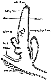 I find these sponges to be the best of all the grow media.even way above parkseed sponges. Draw Labeled Diagram Of Sycon Phylum Porifera Brainly In