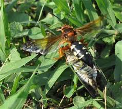 Another good way to separate the asian giant hornet from the cicada killer is by looking at the insect's head. Cicada Killer Wasps Entomology