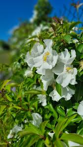 Image result for Rosa laevigata