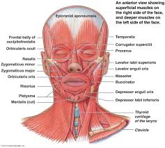 Including depth, precise location and function. Gross Anatomy Of Skeletal Muscle The Muscular System Micro And Macro Anatomy Neck Muscle Anatomy Facial Muscles Anatomy Human Muscle Anatomy