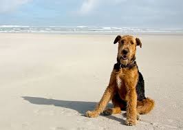 Airedale Terrier Dog Breed Information Pictures