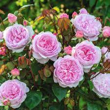 Department of agriculture plant hardiness zones 4 though 10, not every cultivar is suitable for every zone. Disease Resistant Roses David Austin Roses