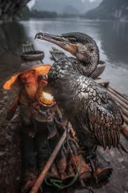 Fisherman The Cormorant China Fischreiher Tiere Natur