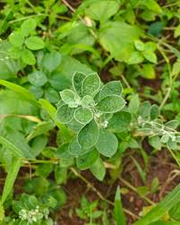 Image result for Aerva