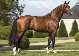 Selle Francais Warmblood Sport Horse Tsunami Horses Warmblood Horses Pretty Horses