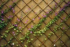 Die Besten Arten Von Gartengittern Fur Den Weinanbau Garden Trellis Designs Diy Garden Trellis Growing Vines
