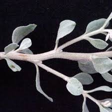 Image result for Leucosphaera bainesii