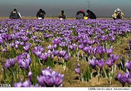 World S Saffron Demands Supplied By Iran Saffron Saffron Flower Iran Pictures