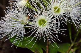 Image result for Myrtaceae