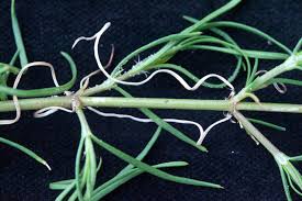 Image result for Kohautia caespitosa