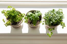 Mar 03, 2019 · window boxes provide the opportunity to grow flowers, fruit, veg and herbs outdoors, without the need for a garden. How To Grow Herbs Indoors On A Sunny Windowsill