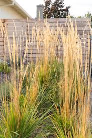 A fan favorite botanical, feather reed grass dances with every breath of wind to create peaceful, living landscapes. Karl Foerster Feather Reed Grass Modern Landscape Other By Regenesis Ecological Design Houzz