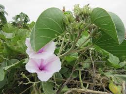 Image result for Ipomoea chloroneura