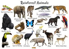 We read it each night and pick out an animal that interests us. Rainforest Animals List Adaptations Pictures