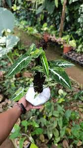 Image result for Synadenium angolense