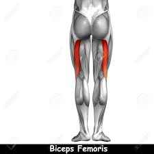 Leg muscle diagram muscle atrophy in lower legs anterior distal asymmetrical right. Anatomy Back Of Leg Anatomy Drawing Diagram