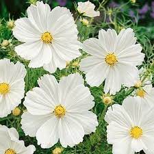 Wildflower Seeds Flower Bulbs Perennials Flower Seeds Annual Flowers Cosmos Plant