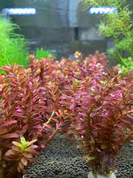 Image result for Rotala submersa