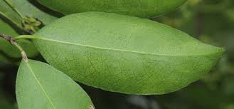 Image result for Hippocratea africana