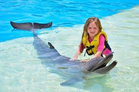 dolphin show and swim with dolphins option book your tickets to dolphin park at sealanya with a transfer from your hotel in alanya cancun trip advisor hurghada