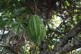 Image result for Telfairia pedata