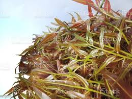 Image result for Stenochlaena