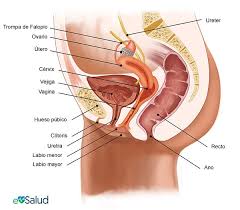 Maybe you would like to learn more about one of these? Aparato Reproductor Femenino Anatomia Y Funciones