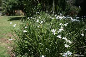 Image result for Dietes