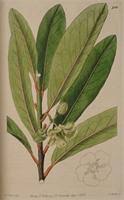 Image result for Brexia madagascariensis