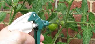 Foliar Feeding Experiment Overview Of Nutrition Requirements Of Plants Poppy Corners Urban Farm