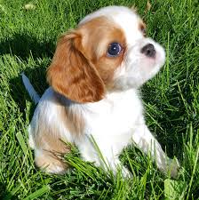 They are eager to please and respond best to a gentle approach to if you're considering adopting a cavalier king charles spaniel puppy, make sure you understand this breed's special health considerations. Akc Champion Pedigree Cavalier King Charles Spaniel Puppies For Sale From Happy Ca King Charles Cavalier Spaniel Puppy Spaniel Puppies Spaniel Puppies For Sale