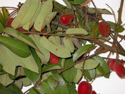 Image result for Cnestis polyphylla