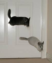 Matrix Chins Chinchilla Pet Animals Beautiful Cuddly Animals