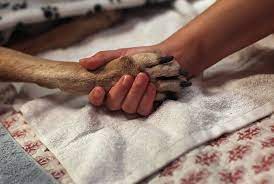 I also have read the covid 19 update information on the home page. How Much Does Pet Euthanasia Cost In 2021