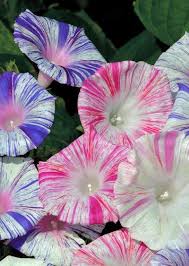 Pin On Flowers