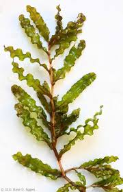 Image result for Potamogeton