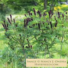 Image result for Indigofera microscypha